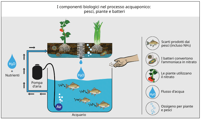 schema acquaponica